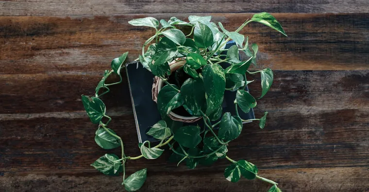 Pothos Care: A Complete Guide to Devil's Ivy