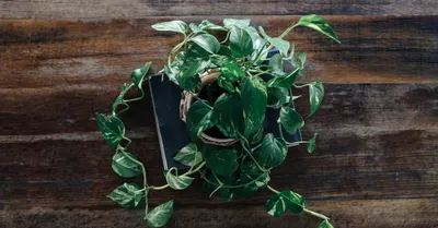 Pothos