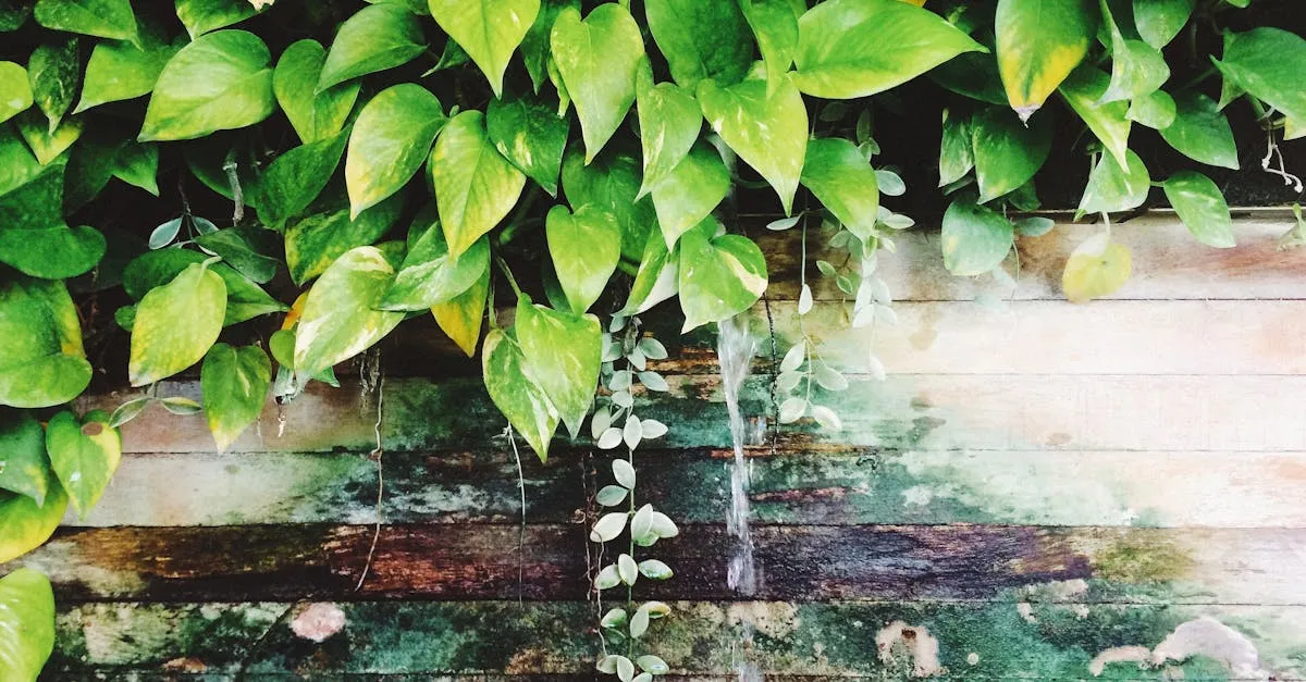How to Grow Pothos in an Aquarium or Fish Tank