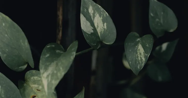 Why Are My Pothos Leaves Turning Yellow?
