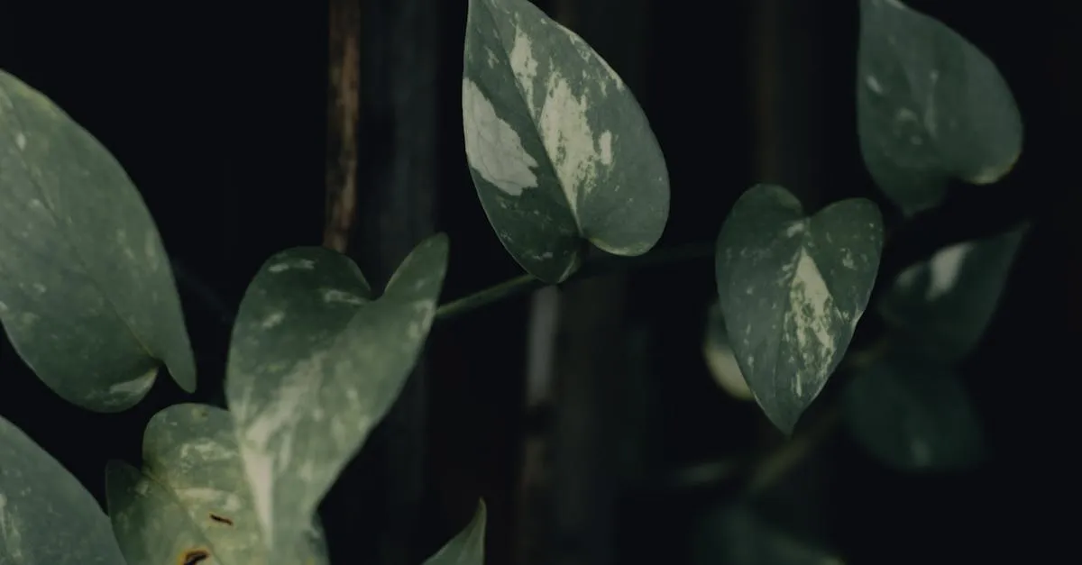 Why Are My Pothos Leaves Turning Yellow?