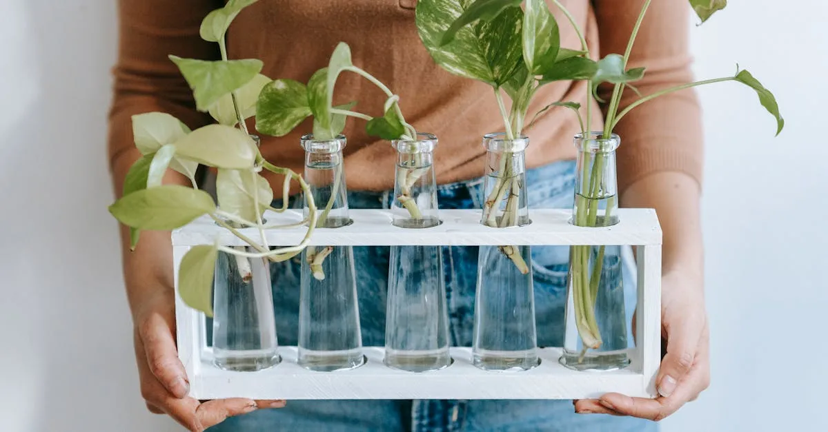 Pothos Plant Benefits: Air Quality, Feng Shui, and More