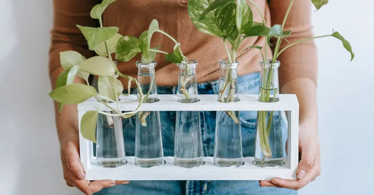 Pothos Plant Benefits: Air Quality, Feng Shui, and More