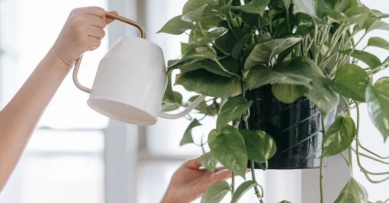 Pothos Varieties: Golden, Marble Queen, Neon, and More