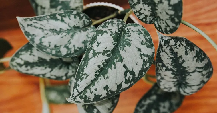 Pothos vs Heartleaf Philodendron: How to Tell Them Apart