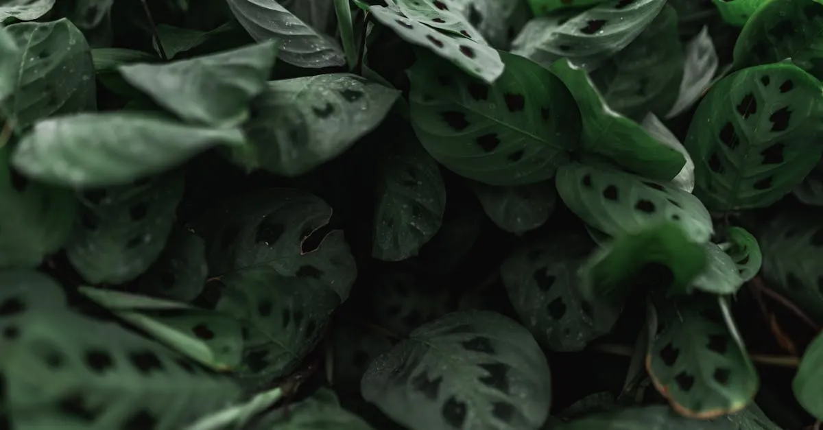 Prayer Plant Care: Growing Maranta Without Crispy Edges