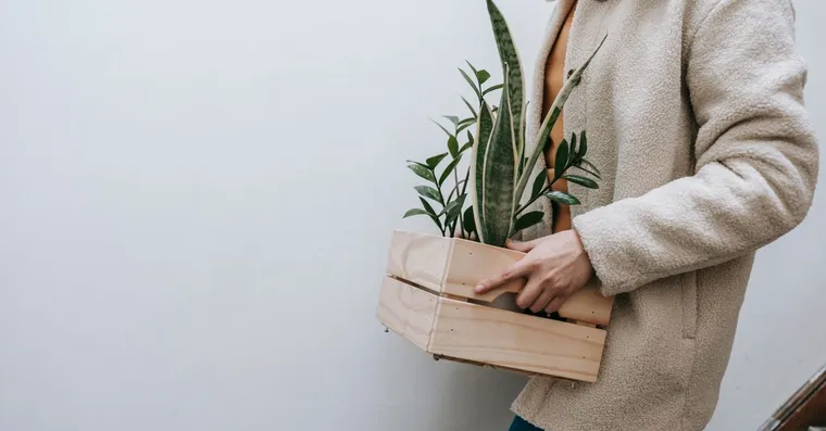 How to Quarantine a New Houseplant (and Why It Matters)