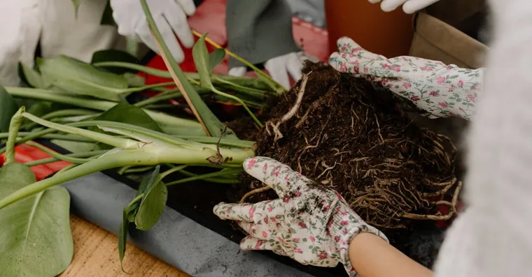 Repotting Shock: Why Your Plant Sulks After Repotting