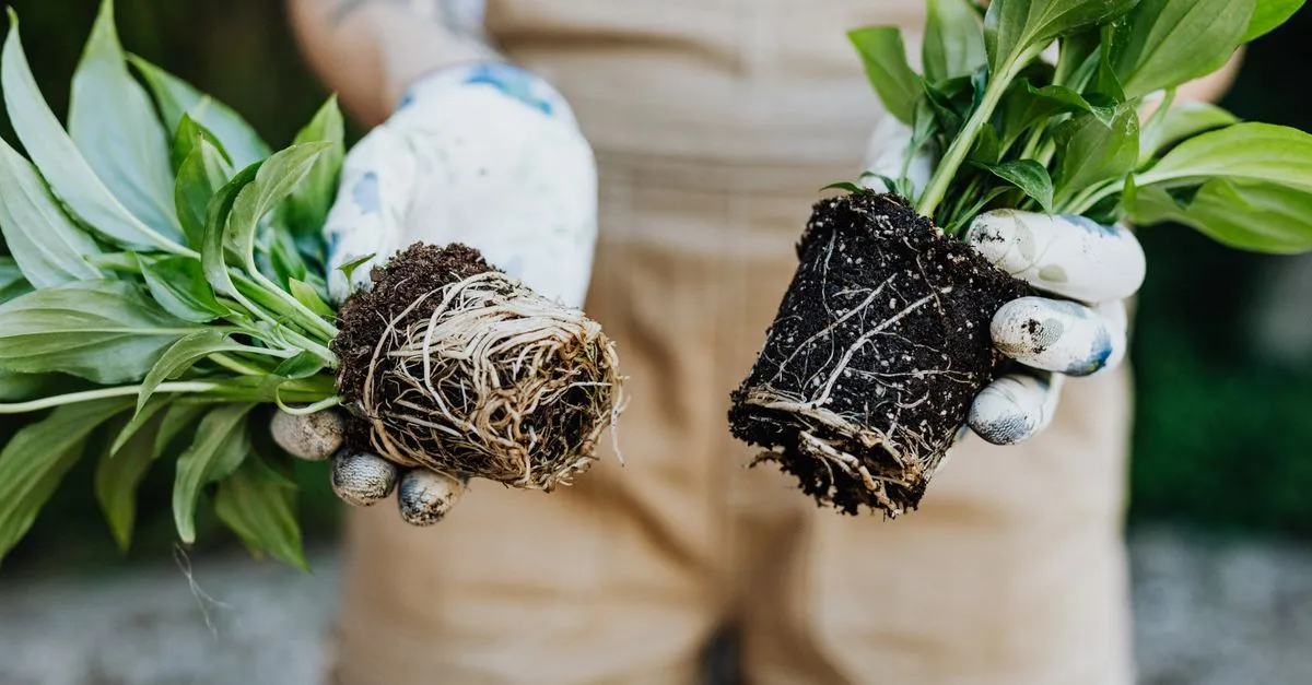 Root-Bound Houseplants: How to Tell and What to Do