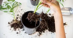 What Does Root Rot Look Like? Signs at Every Stage