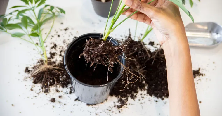 What Does Root Rot Look Like? Signs at Every Stage