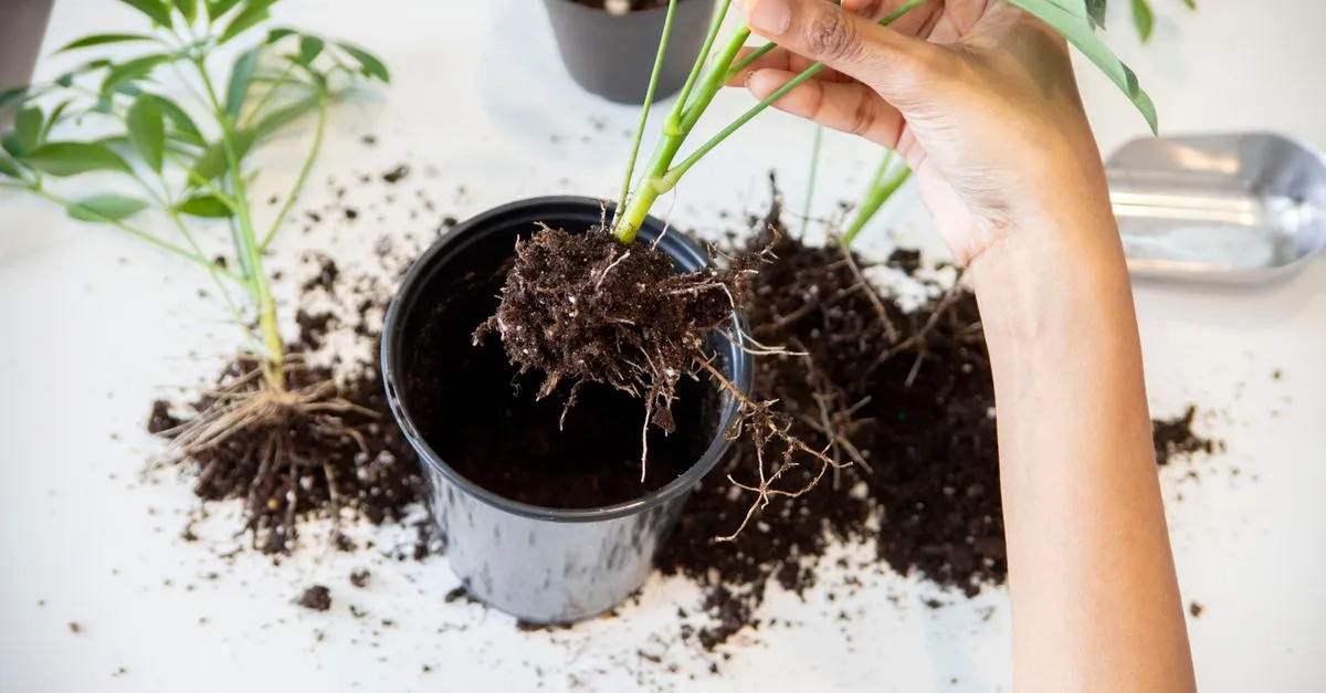 What Does Root Rot Look Like? Signs at Every Stage