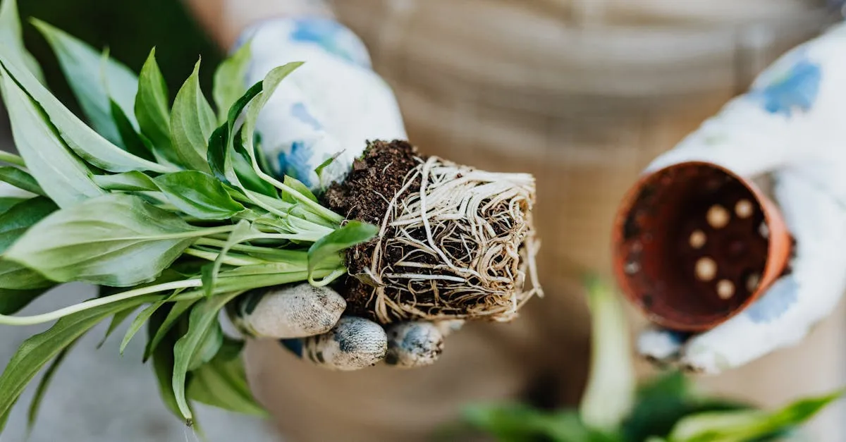 Root Rot: How to Identify, Treat, and Prevent It