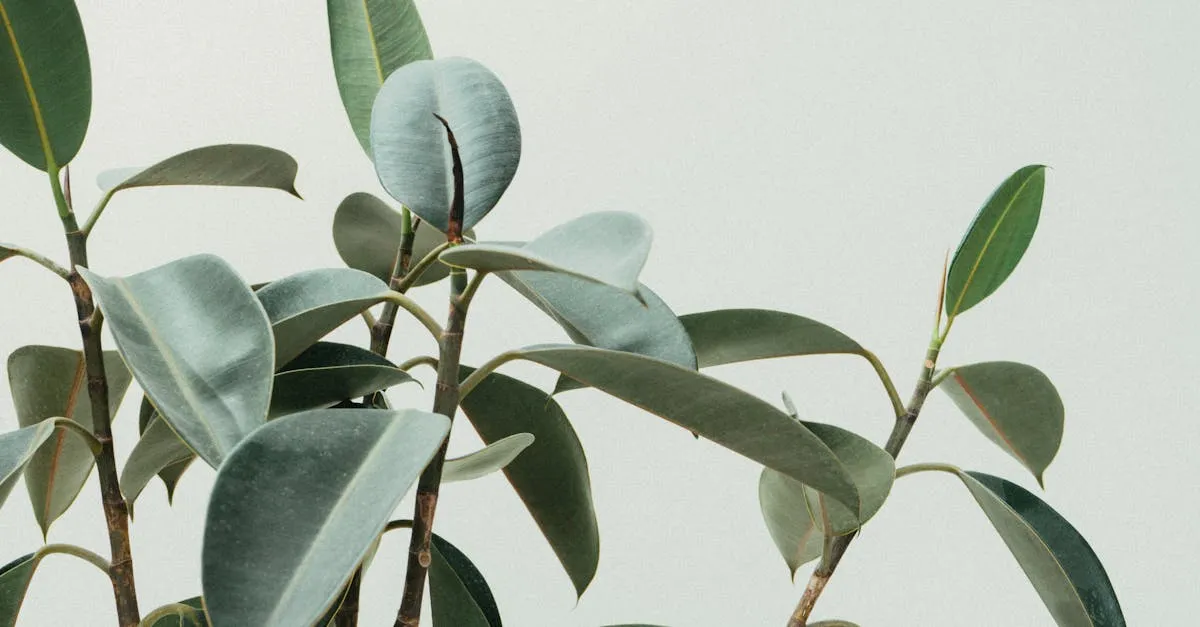 Rubber Plant Benefits and Feng Shui Placement