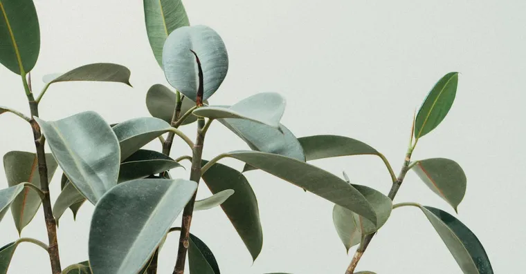 Rubber Plant Benefits and Feng Shui Placement
