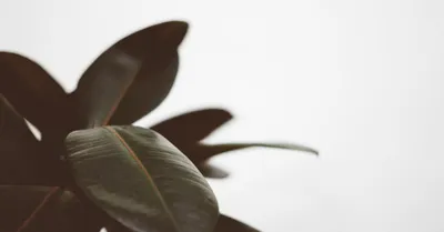 Rubber Plant