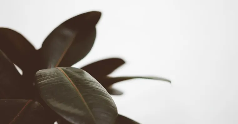 Rubber Plant Care: Growing Ficus Elastica Indoors