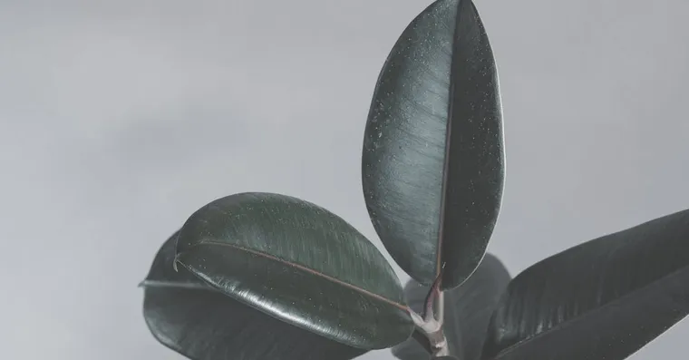 Why Is My Rubber Plant Dropping Leaves?