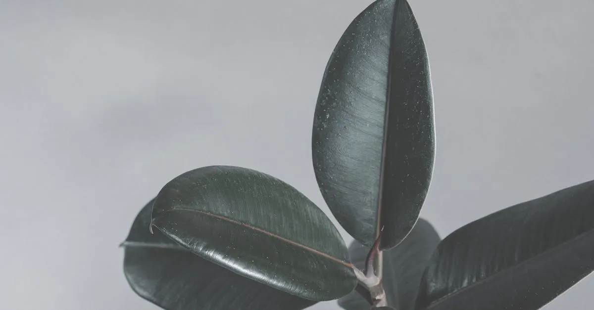 Why Is My Rubber Plant Dropping Leaves?