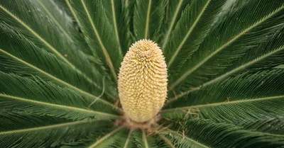 Sago Palm
