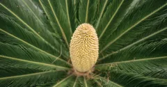 Sago Palm Care, and the Poisoning Risk You Must Know First