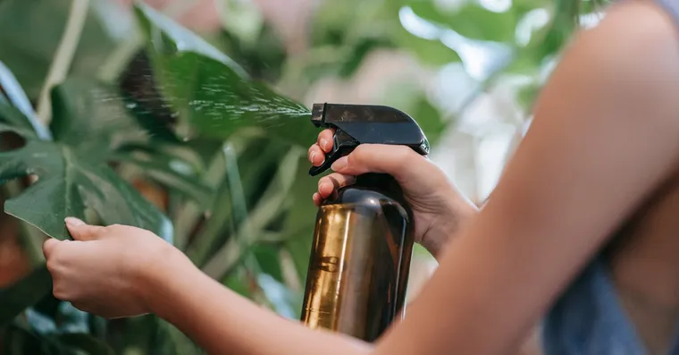 Should You Mist Houseplants? What Misting Actually Does