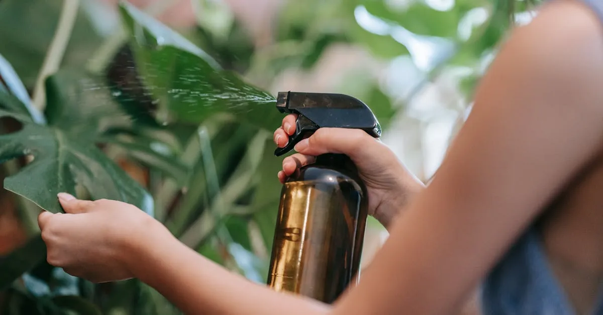 Should You Mist Houseplants? What Misting Actually Does