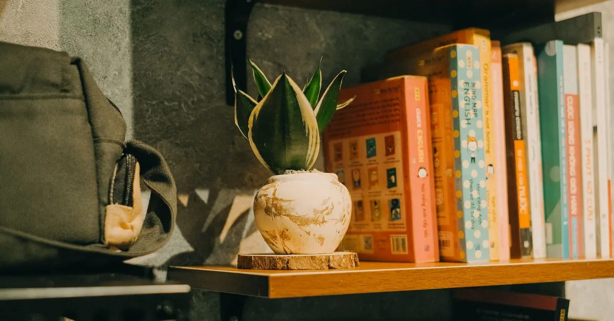 Snake Plant Benefits, Bedroom Air, and Feng Shui Meaning