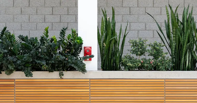Snake Plant Care: A Guide to the Toughest Houseplant