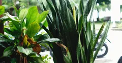 Why Is My Snake Plant Drooping or Falling Over?