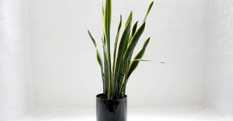 Why Are My Snake Plant Leaves Curling? 6 Causes and Fixes