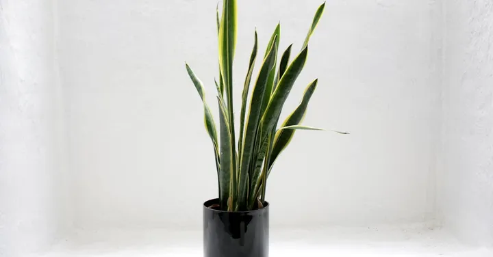 Why Are My Snake Plant Leaves Curling? 6 Causes and Fixes
