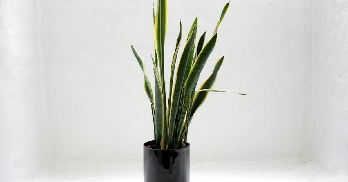 Why Are My Snake Plant Leaves Curling? 6 Causes and Fixes