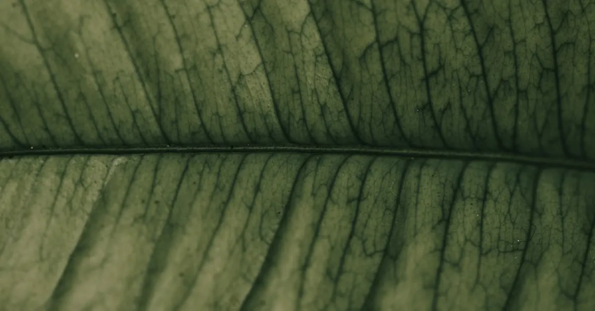 Spider Mites on Houseplants: How to Spot and Get Rid of Them
