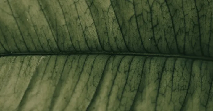 Spider Mites on Houseplants: How to Spot and Get Rid of Them