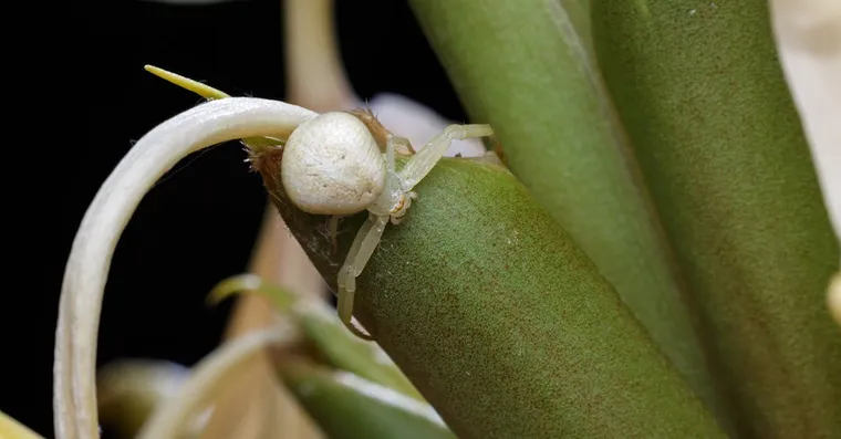 Spider Plant Care and How to Propagate the Babies