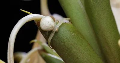 Spider Plant