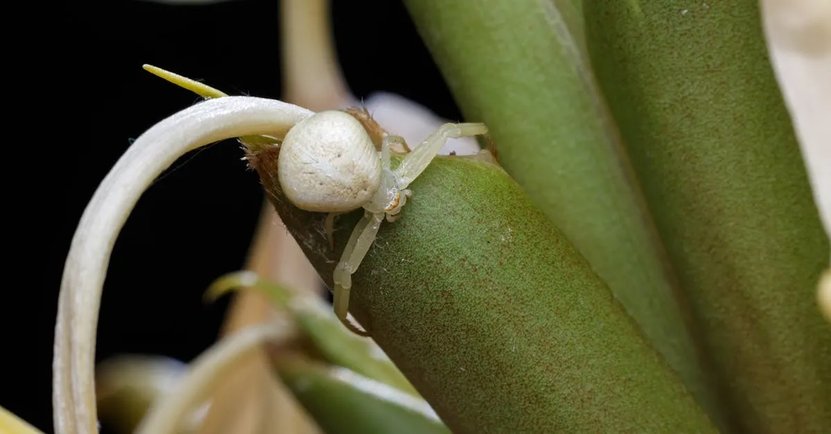 Spider Plant Care and How to Propagate the Babies