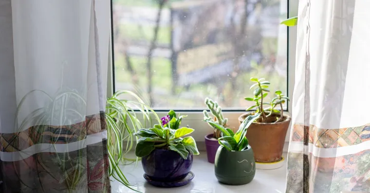 Spring Houseplant Care: Waking Plants Up for the Growing Season