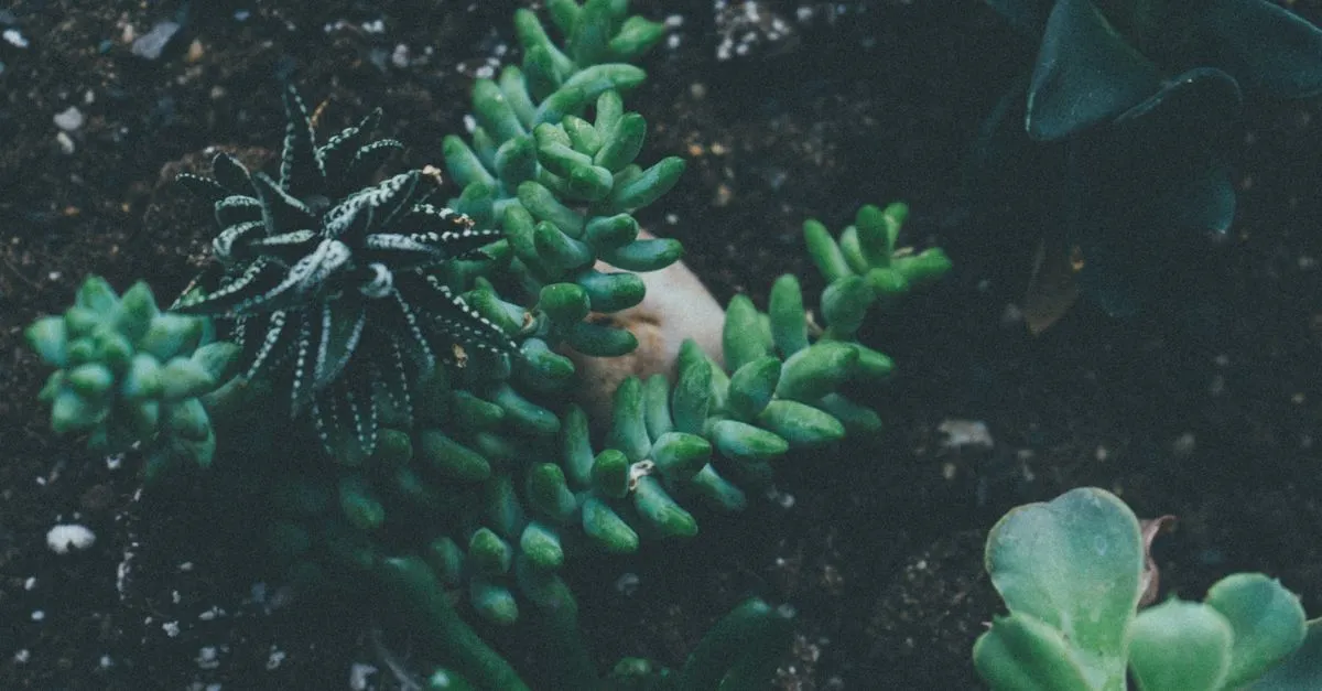 Springtails in Houseplant Soil: What They Are and What to Do