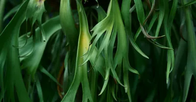 Staghorn Fern