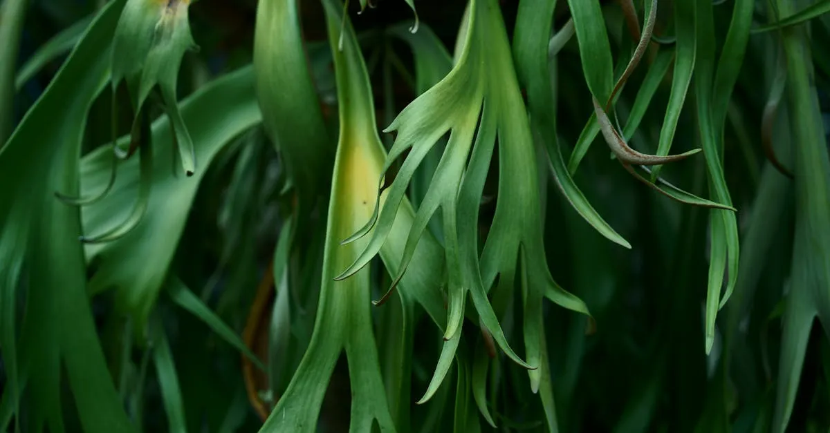 Staghorn Fern Care: Watering and Mounting the Antler Fern