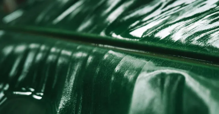 Sticky Residue on Houseplant Leaves: What Honeydew Means