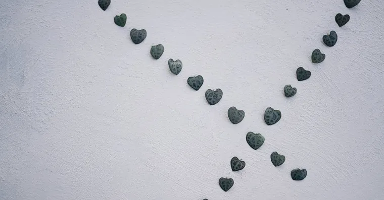 String of Hearts Care: Growing Ceropegia Woodii Indoors