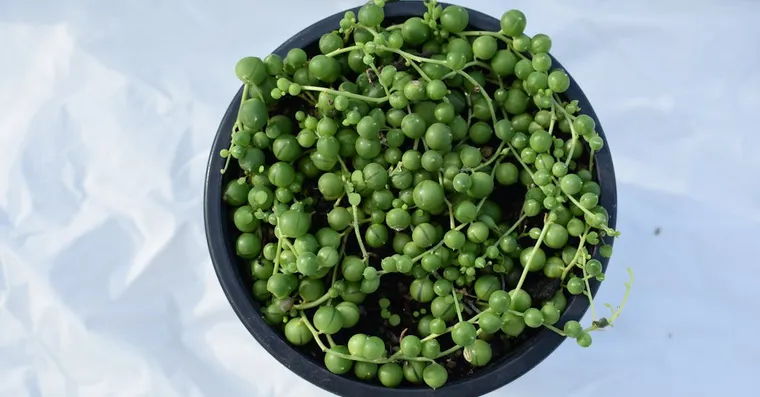 String of Pearls Care: Keeping the Beads Plump, Not Shrivelled