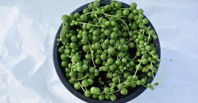 String of Pearls