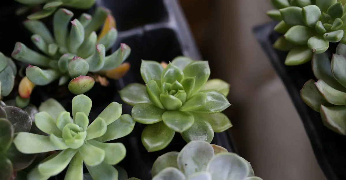Succulent Care for Beginners: Growing Succulents Indoors