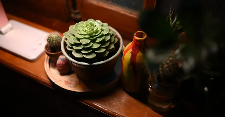 Succulent Winter Care: Watering, Light, and Dormancy