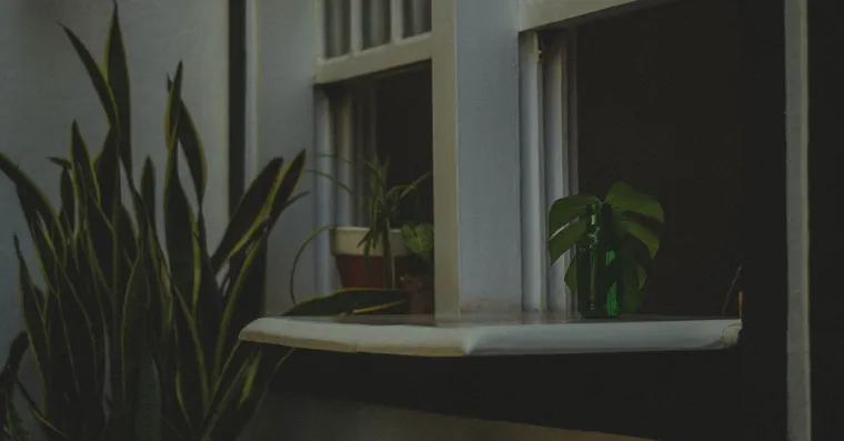 Summer Houseplant Care: Heat, Watering, and Scorch Indoors