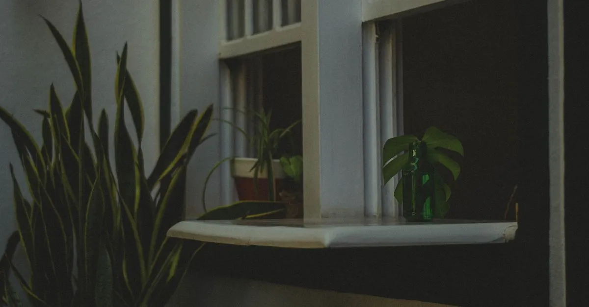 Summer Houseplant Care: Heat, Watering, and Scorch Indoors